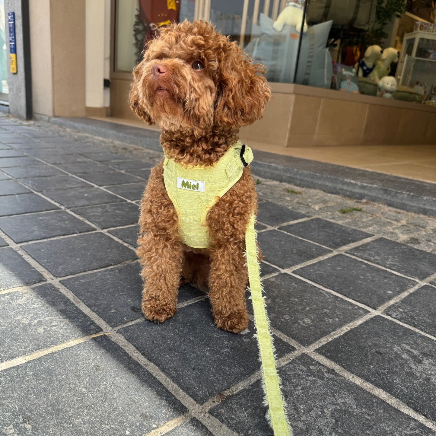 Fray Leash Pistache Yellow