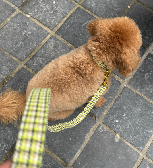 Carre Leash Green