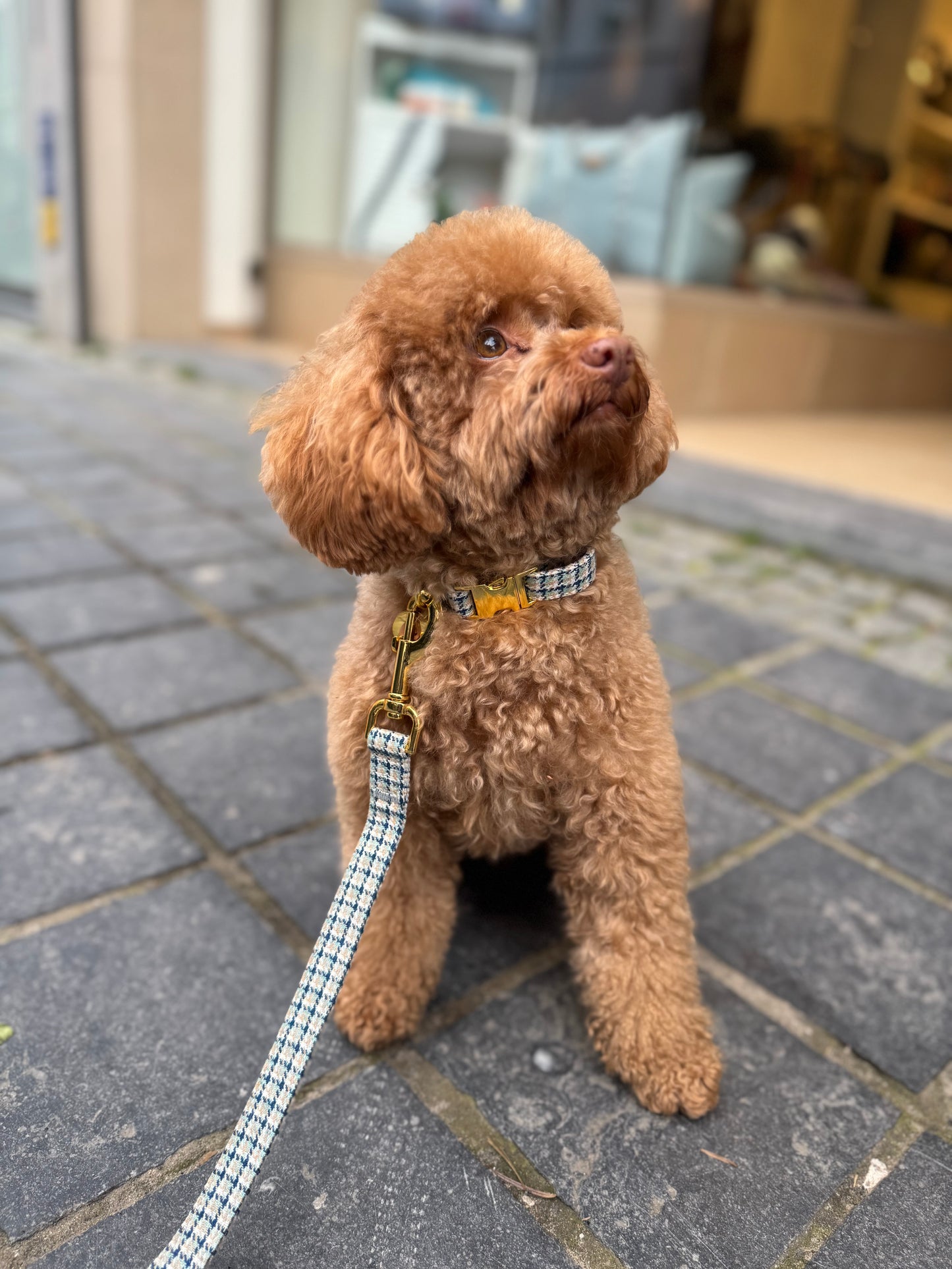Carre Leash Blue