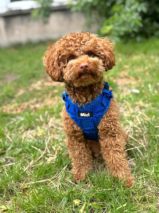 Harnas Fray Royal Blue