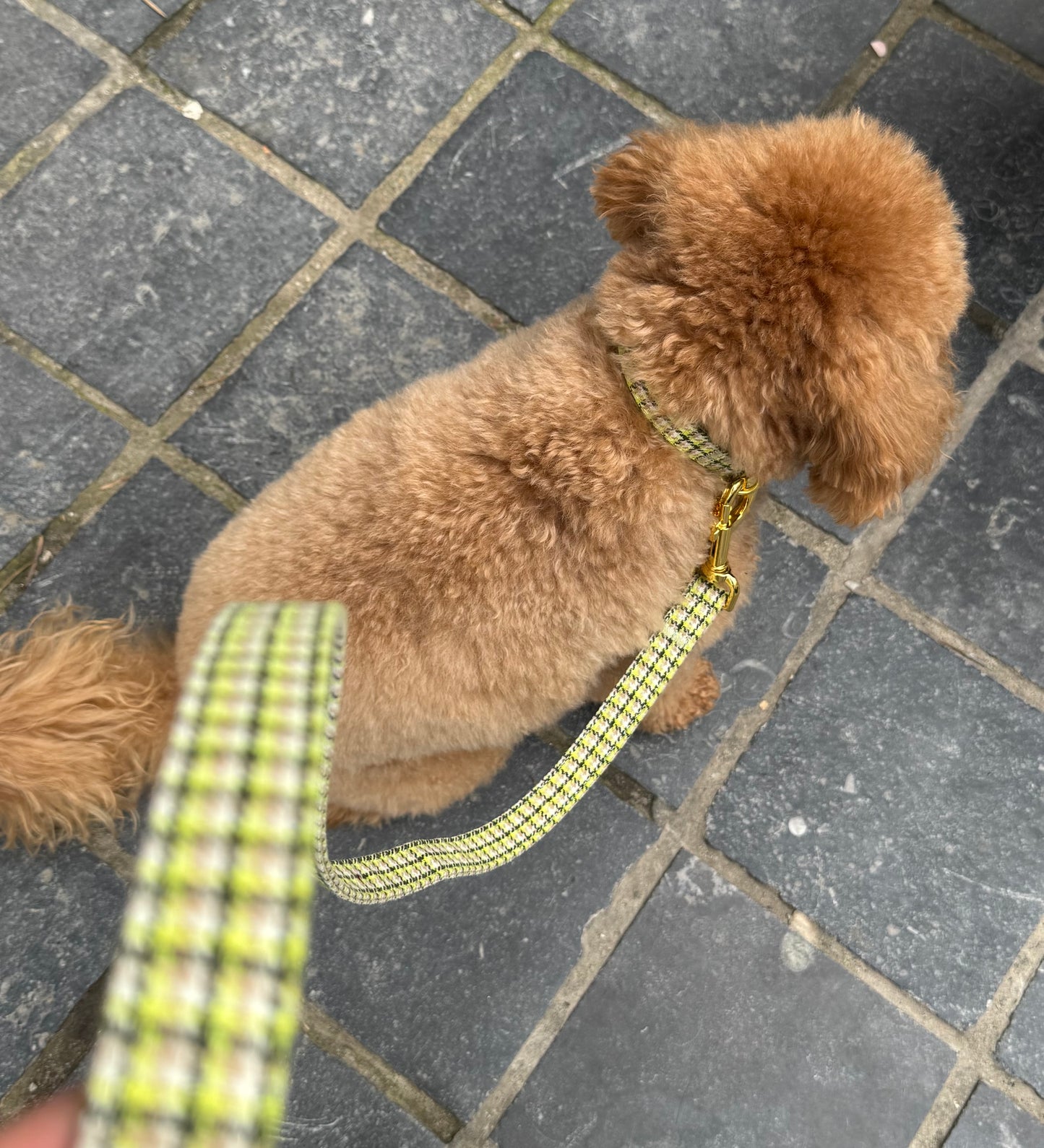 Carre Leash Green